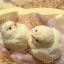 Large plush chicken raw egg
