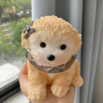 Teddy tabasquichy and fatty cute cat - Image 8