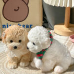 Teddy tabasquichy and fatty cute cat