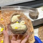 Furry Yellow Nested Duck and Chick Squishy Squeezable Stress Relief Sensory Fidget Toy - Image 4