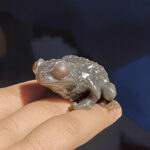 Realistic Toad Stress Relief Green & Yellow Squishes Frog Toys - Image 2