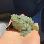 Realistic Toad Stress Relief Green & Yellow Squishes Frog Toys - Image 3